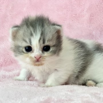 スコティッシュフォールド(立ち耳)【静岡県・女の子・2025年4月14日・ダイリュートキャリコ】の写真「優しいカラーの三毛猫✨めっちゃ可愛い😍」