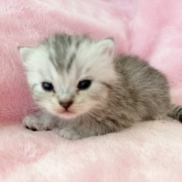 スコティッシュフォールド(立ち耳)【静岡県・男の子・2025年11月11日・シルバータビー】の写真「おっとり予想ꕀ♡︎ぽやっとした坊や」