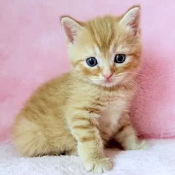 短毛(アッシュフラワー)ジューンブライドシュシュ、わんちゃん猫ちゃん用 術後のケアウェア ネコちゃん用 XS/S/M Solgra-ソルグラ- 猫用