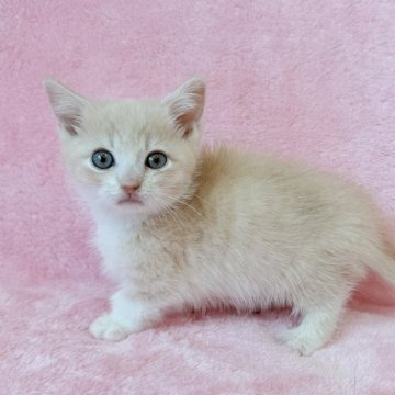 マンチカン(短足)【静岡県・男の子・2025年10月22日・クリーム(クリームカメオ)（短毛）】の写真「優しいカラーです短足、短毛マンチカン」