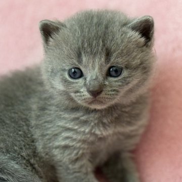 シャルトリュー【静岡県・男の子・2025年10月15日・ブルー】の写真「シャルトリュー男の子💙」