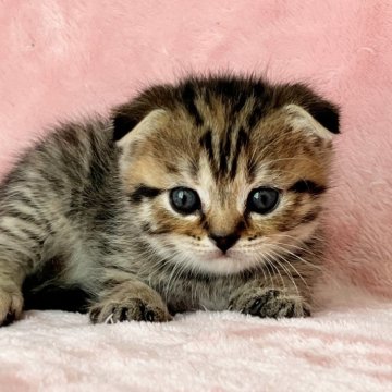 スコティッシュフォールド【静岡県・女の子・2025年1月28日・ブラウンタビー】の写真「かわいい🩷人懐こい☺️」