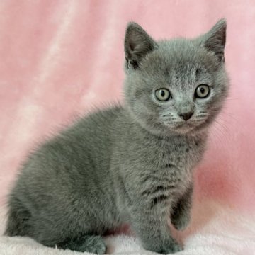 シャルトリュー【静岡県・男の子・2025年10月17日・ブルー（ダブルコート）】の写真「もっふもふ🫧むちっとガッシリタイプ」