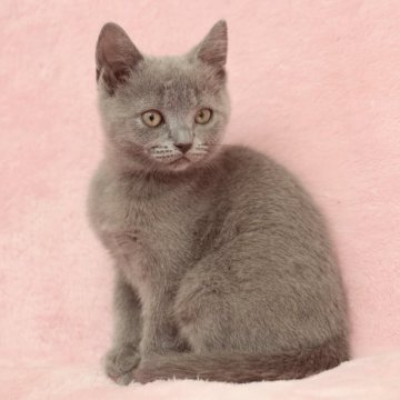 シャルトリュー【静岡県・女の子・2025年10月15日・ブルー（ダブルコート）】の写真「元気で愛らしい女の子」