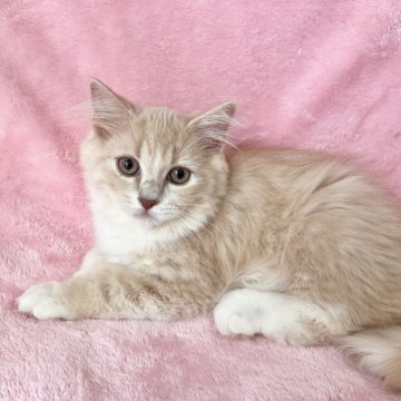 スコティッシュフォールド(立ち耳)【静岡県・男の子・2025年4月30日・クリーム（セミロング）】の写真「困り顔が可愛い💕穏やかむちむち💕もふもふ」