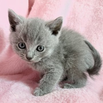 シャルトリュー【静岡県・男の子・2025年10月15日・ブルー】の写真「ブルーがきれいな子です」