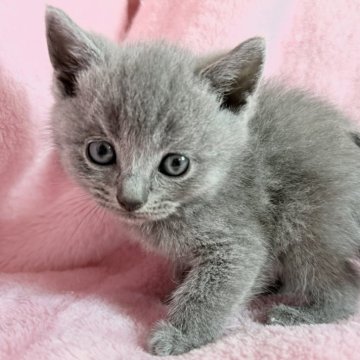 シャルトリュー【静岡県・男の子・2025年10月15日・ブルー（ダブルコート）】の写真「ブルーがきれいな子です」