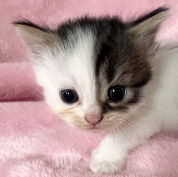 スコティッシュフォールド(立ち耳)【静岡県・女の子・2025年6月17日・ブラウンタビー&ホワイト（短毛）】の写真「アシメ❤️個性的な柄の美人さん」