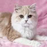 スコティッシュフォールド(立ち耳)