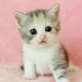 スコティッシュフォールド(立ち耳)