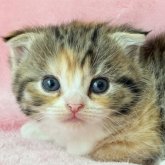 スコティッシュフォールド(立ち耳)