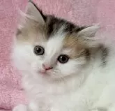 マンチカン(短足)