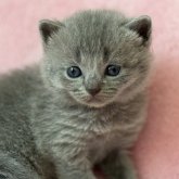 シャルトリュー