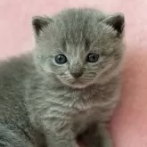 シャルトリュー