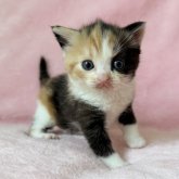 スコティッシュフォールド(立ち耳)