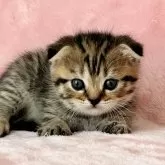 スコティッシュフォールド(折れ耳)【静岡県・女の子・2025年1月28日・ブラウンタビー】の写真1「ふわふわで元気な女の子🩷人なつこくて、🏃‍♀️‍➡️すっごくかわいいです。」