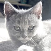 シャルトリュー