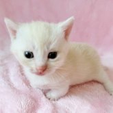 マンチカン(短足)