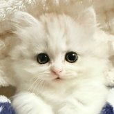 ミヌエット(短足)