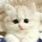 ミヌエット(短足)