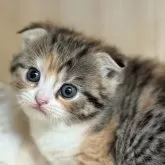 スコティッシュフォールド(立ち耳)