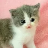 スコティッシュフォールド(立ち耳)【静岡県・女の子・2025年9月1日・ダイリュートキャリコ】の写真3「すりすりと寄って来ます🥰」