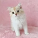 スコティッシュフォールド(立ち耳)【静岡県・男の子・2025年7月12日・クリームタビー&ホワイト】の写真2「いつでもゴロゴロ言っちゃう男の子😊」