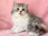 スコティッシュフォールド(立ち耳)【静岡県・男の子・2025年2月20日・ブルータビー&ホワイト】の写真2「ふわふわ柔らかな被毛です◡̎♡」