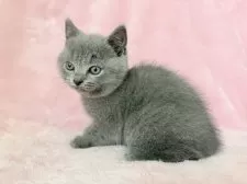 シャルトリュー【静岡県・男の子・2025年10月17日・ブルー】の写真4「素晴らしい子です」