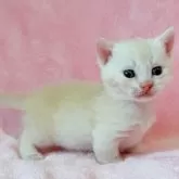 マンチカン(短足)【静岡県・男の子・2025年10月22日・クリーム】の写真2