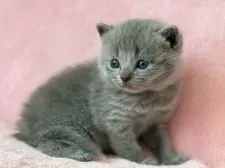 シャルトリュー【静岡県・男の子・2025年10月15日・ブルー】の写真2「ほんとのシャルトリューらしい猫🐈‍⬛をお求めの方必見」