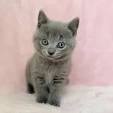 シャルトリュー【静岡県・男の子・2025年10月17日・ブルー】の写真3「ひとり息子で誕生致しましたママに溺愛されております」