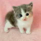 スコティッシュフォールド(立ち耳)【静岡県・女の子・2025年9月1日・ダイリュートキャリコ】の写真2「仕草もお顔もおっとり」