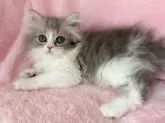 スコティッシュフォールド(立ち耳)【静岡県・男の子・2025年7月12日・ブルー&ホワイト】の写真3