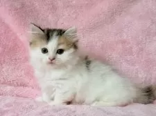 マンチカン(短足)【静岡県・女の子・2025年8月1日・キャリコ】の写真5