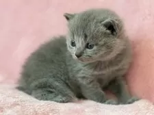 シャルトリュー【静岡県・男の子・2025年10月15日・ブルー】の写真4「ダブルコートの柔らかくもしっかりとした被毛」