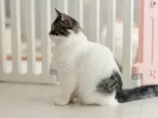 スコティッシュフォールド(立ち耳)【静岡県・女の子・2025年6月17日・ブラウンタビー&ホワイト】の写真2「画像大きく見えますがまだまだコンパクトな子猫ちゃんサイズ」