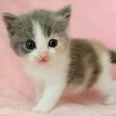 スコティッシュフォールド(立ち耳)【静岡県・女の子・2025年9月1日・ダイリュートキャリコ】の写真4