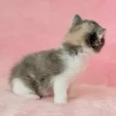 スコティッシュフォールド(立ち耳)【静岡県・女の子・2025年9月1日・ダイリュートキャリコ】の写真5