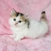 マンチカン(短足)【静岡県・女の子・2025年8月1日・キャリコ】の写真2