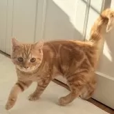 スコティッシュフォールド(立ち耳)【静岡県・男の子・2025年6月17日・レッドタビー】の写真5