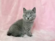 シャルトリュー【静岡県・男の子・2025年10月17日・ブルー】の写真7