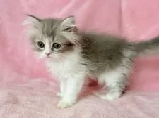 スコティッシュフォールド(立ち耳)【静岡県・男の子・2025年7月12日・ブルー&ホワイト】の写真4