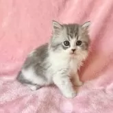 スコティッシュフォールド(立ち耳)【静岡県・男の子・2025年2月20日・ブルータビー&ホワイト】の写真7「セミロング　ブルータビー＆ホワイト希少です♪」