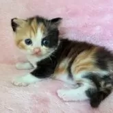 スコティッシュフォールド(立ち耳)【静岡県・女の子・2025年9月10日・キャリコ】の写真6