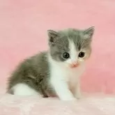 スコティッシュフォールド(立ち耳)【静岡県・女の子・2025年9月1日・ダイリュートキャリコ】の写真6