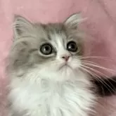 スコティッシュフォールド(立ち耳)【静岡県・男の子・2025年7月12日・ブルー&ホワイト】の写真7