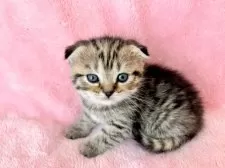 スコティッシュフォールド(折れ耳)【静岡県・女の子・2025年1月28日・ブラウンタビー】の写真7