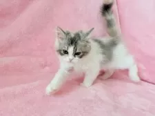 スコティッシュフォールド(立ち耳)【静岡県・女の子・2025年7月12日・ダイリュートキャリコ】の写真8