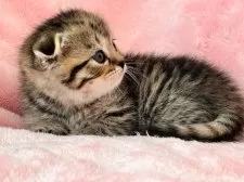 スコティッシュフォールド(折れ耳)【静岡県・女の子・2025年1月28日・ブラウンタビー】の写真3